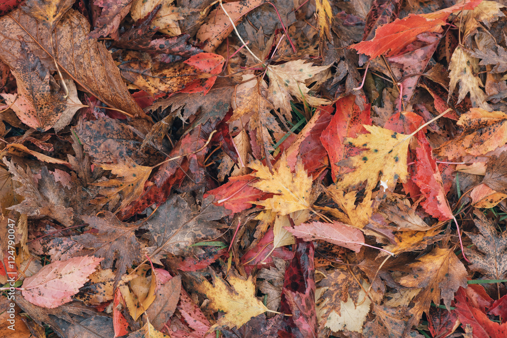 Colorful wet maple leaves in different colors during autumn