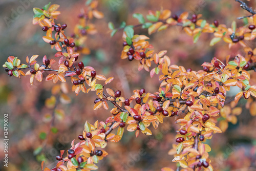 Closeup of a colorful red b...