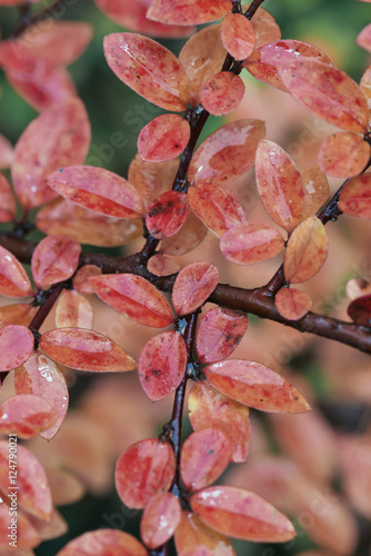 Closeup of a colorful red l...
