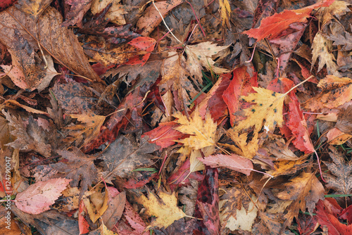 Colorful wet maple leaves i...