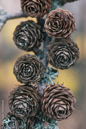 Details of a larch tree (La...