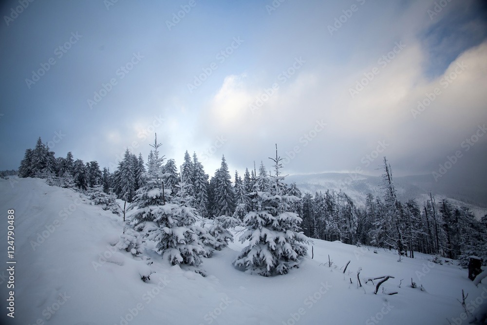 Fototapeta premium Snow covered trees in the mountains