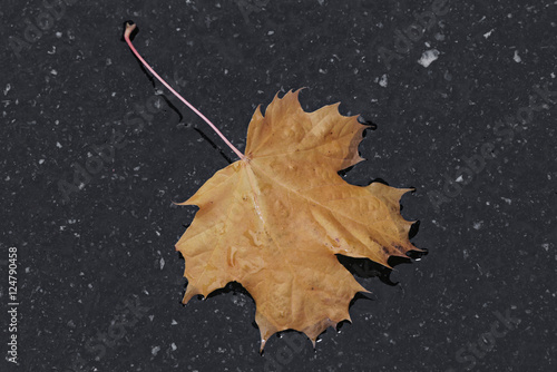 Colorful wet maple leaf dur...