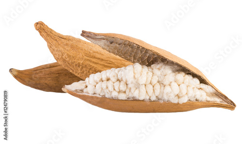 Kapok dried fruits with kapok fibres isolated on white