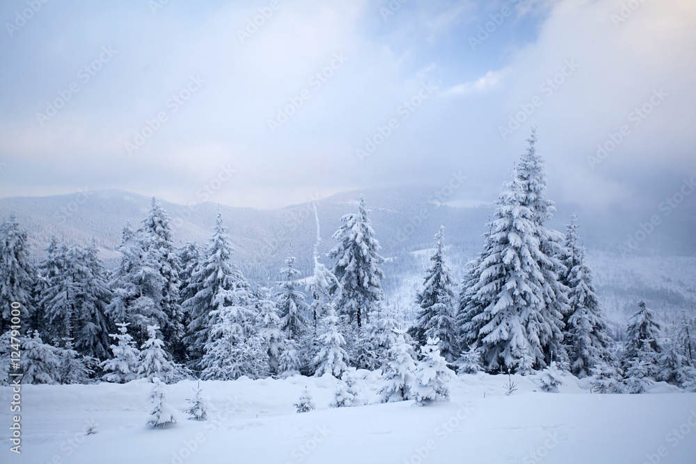 Snow covered pine forest in the mountains