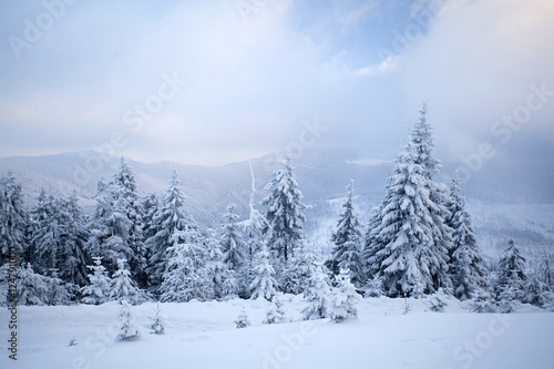 Snow covered pine forest in the mountains © erika8213