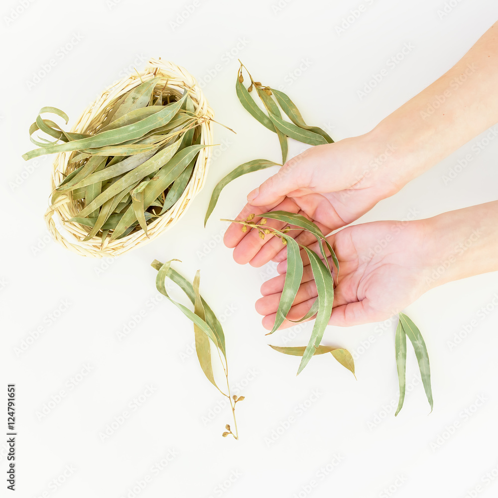 Fototapeta premium Eucalyptus Leaves. Flat lay