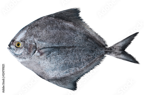 Photography black fish