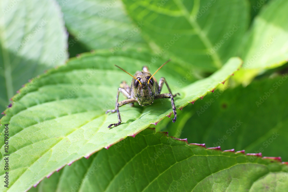 Macro Image of Differential Grasshopper on Green Leaf Macro Image of Differential Grasshopper on Green Leaf