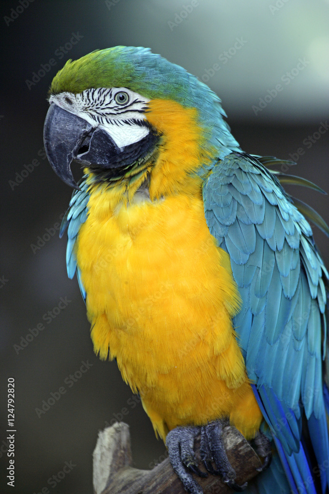 blue n yellow parrot