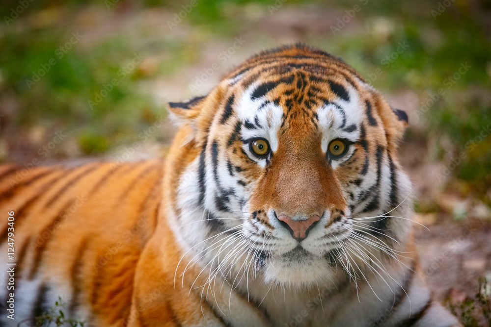 Fototapeta premium Молодой уссурийский тигр смотрит в камеру