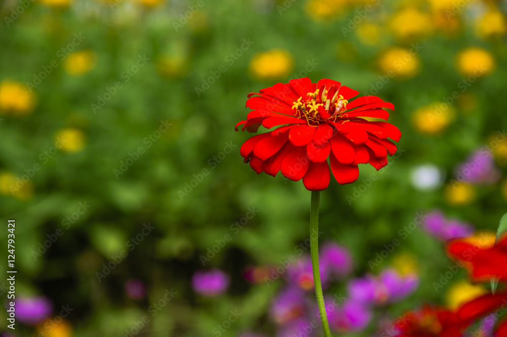 The blossoming gerbera jamesonii flowers closeup in garden The blossoming gerbera jamesonii flowers closeup in garden