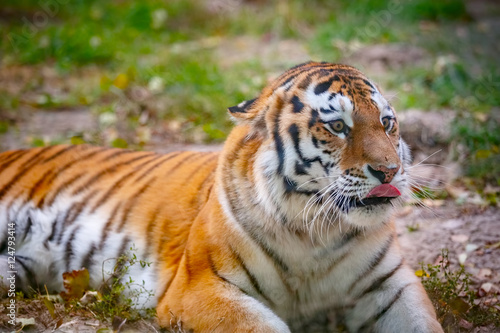 Fototapeta Naklejka Na Ścianę i Meble -  Молодой уссурийский тигр лежит на траве
