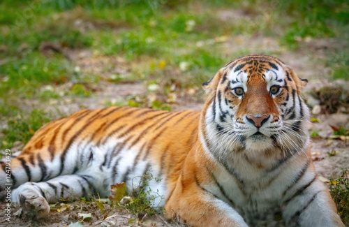 Fototapeta Naklejka Na Ścianę i Meble -  Молодой уссурийский тигр лежит на траве
