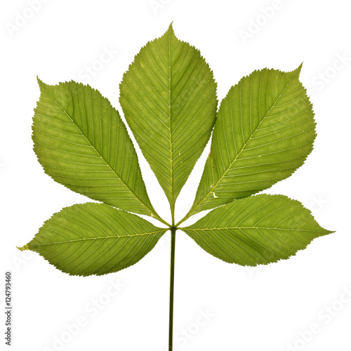 Obraz na płótnie Aesculus hippocastanum