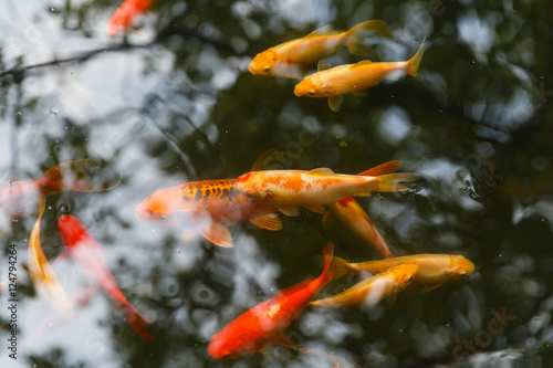 Colorful young carp fish in clean water pool. Top view