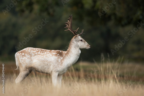 Fallow Deer  Deer  Dama dama