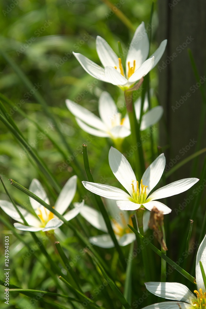 Obraz premium タマスダレ水仙