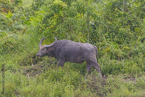 Water Buffalo in the Wilds