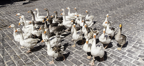 Foto Gaggle of geese