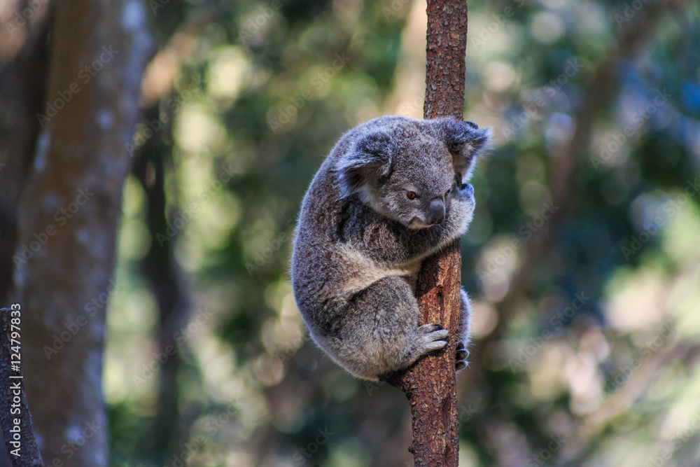 Naklejka premium Koala