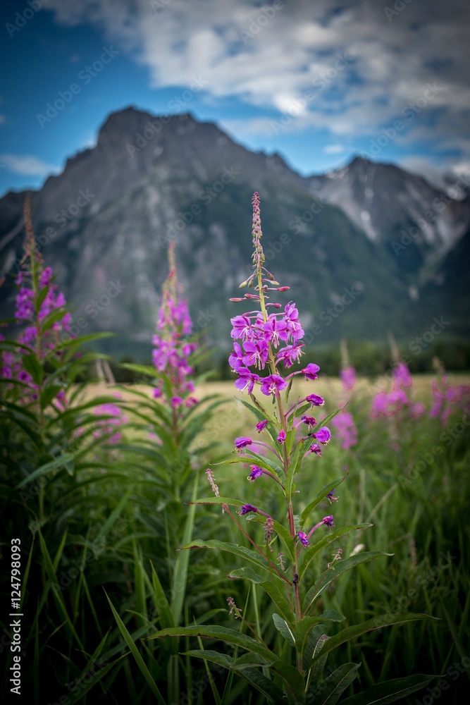 Obraz premium Fireweed