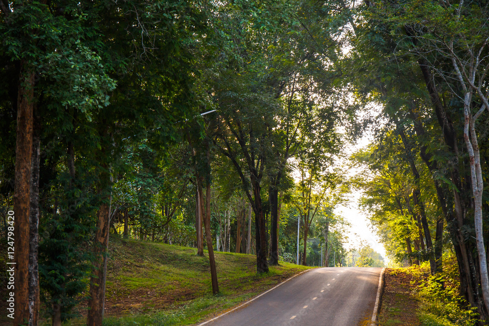 Obraz premium forest road trees along at the country side in thailand