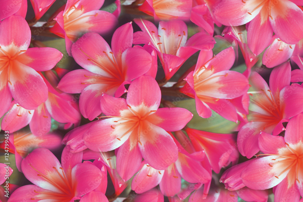 Amaryllis ,Star lily flower background Amaryllis ,Star lily flower background