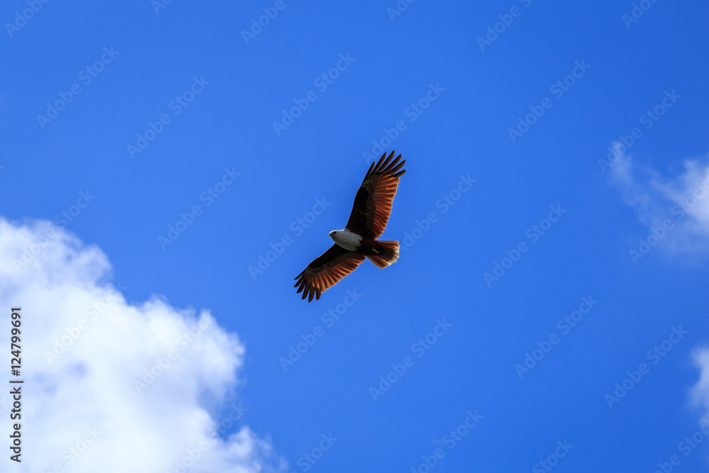 Obraz premium Kite in flight