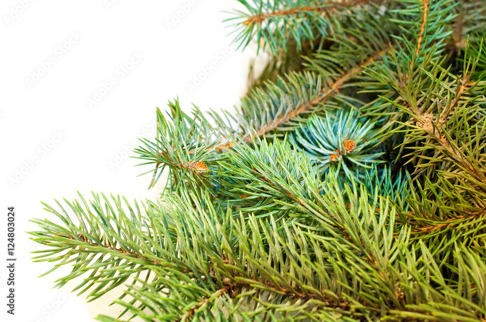 Furry Christmas tree branches with cones on a white background Furry Christmas tree branches with cones on a white background