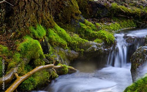 Tree Moss and Water  Heber  Utah