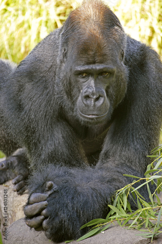 lowland gorilla