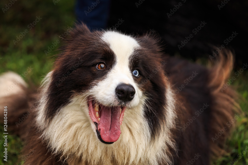 Border Collie Dog with different eyes