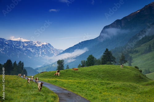 Morning in the Alps, Austria, Rauris. Nature landscape