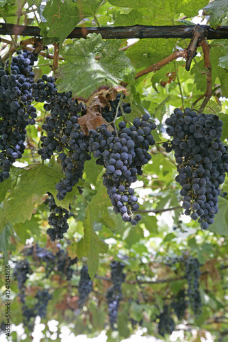 red grapes on vine