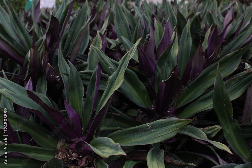 Obraz premium foliage