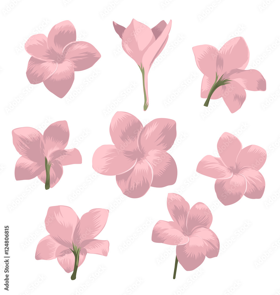 Fototapeta premium Plumeria pudica flower set