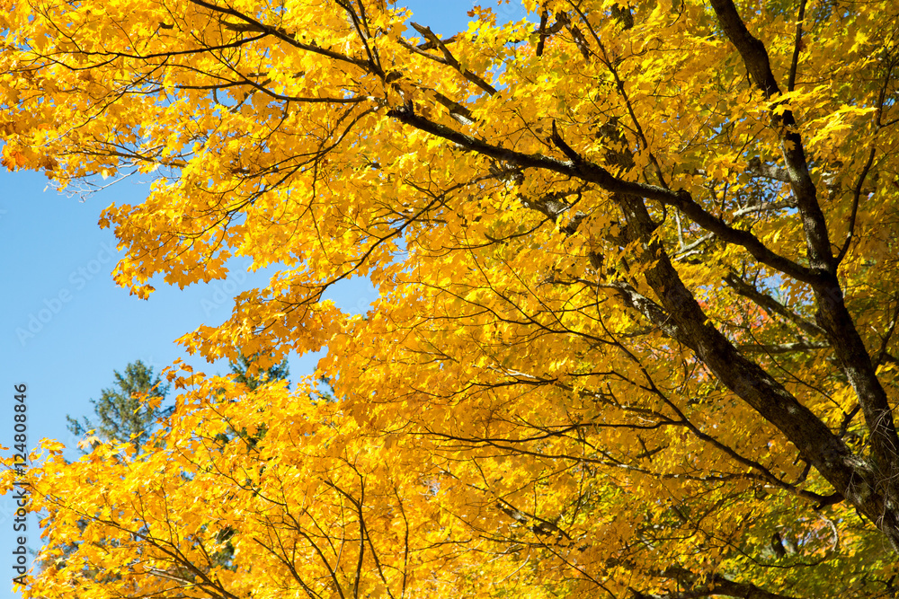 Bright Yellow Autumn Leaves on a Sunny Day in the Season of Fall in Vermont Bright Yellow Autumn Leaves on a Sunny Day in the Season of Fall in Vermont