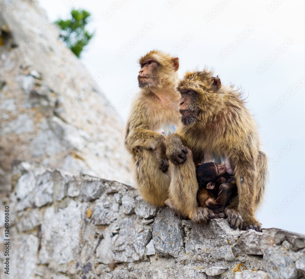 The Barbary macaque population in Gibraltar is the only wild monkey population in the European continent. Some three hundred animals in five troops occupy the area of the Upper Rock of Gibraltar. The Barbary macaque population in Gibraltar is the only wild monkey population in the European continent. Some three hundred animals in five troops occupy the area of the Upper Rock of Gibraltar.