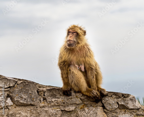 The Barbary macaque population in Gibraltar is the only wild monkey population in the European continent. Some three hundred animals in five troops occupy the area of the Upper Rock of Gibraltar. © Hummingbird Art