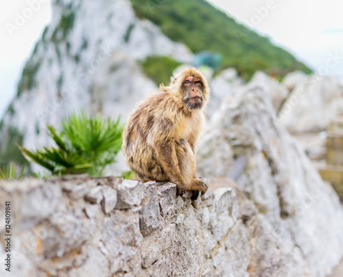The Barbary macaque population in Gibraltar is the only wild monkey population in the European continent. Some three hundred animals in five troops occupy the area of the Upper Rock of Gibraltar.