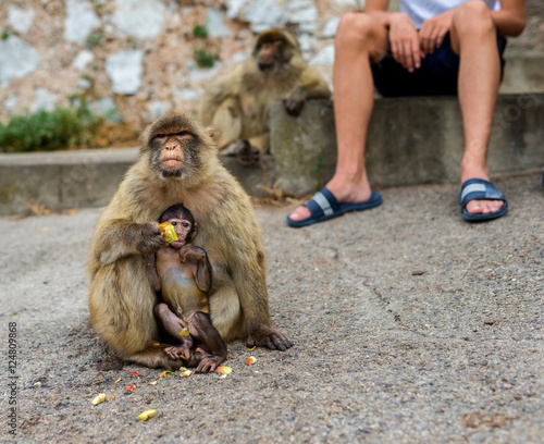 The Barbary macaque population in Gibraltar is the only wild monkey population in the European continent. Some three hundred animals in five troops occupy the area of the Upper Rock of Gibraltar.