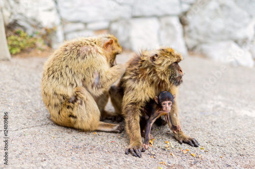 The Barbary macaque population in Gibraltar is the only wild monkey population in the European continent. Some three hundred animals in five troops occupy the area of the Upper Rock of Gibraltar.