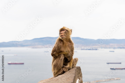 The Barbary macaque population in Gibraltar is the only wild monkey population in the European continent. Some three hundred animals in five troops occupy the area of the Upper Rock of Gibraltar.