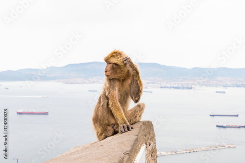 The Barbary macaque population in Gibraltar is the only wild monkey population in the European continent. Some three hundred animals in five troops occupy the area of the Upper Rock of Gibraltar.