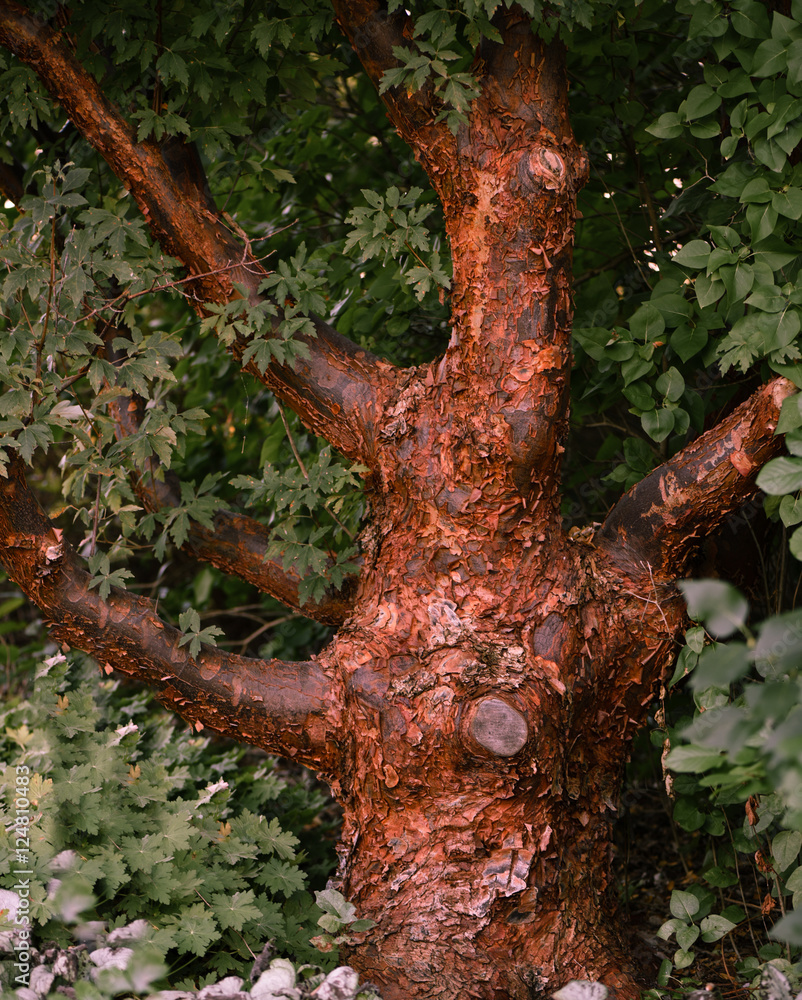 Fototapeta premium lone tree 