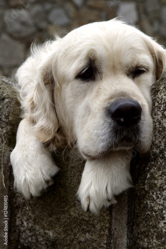 big white pooch