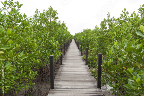 The mangrove forest