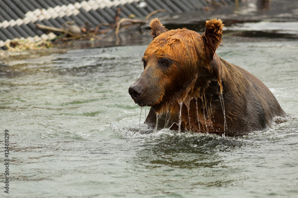 Brown bear waiting for prey in the Kurile Lake. Brown bear waiting for prey in the Kurile Lake.
