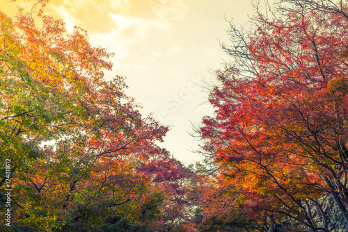 Beautiful Colorful Autumn Leaves